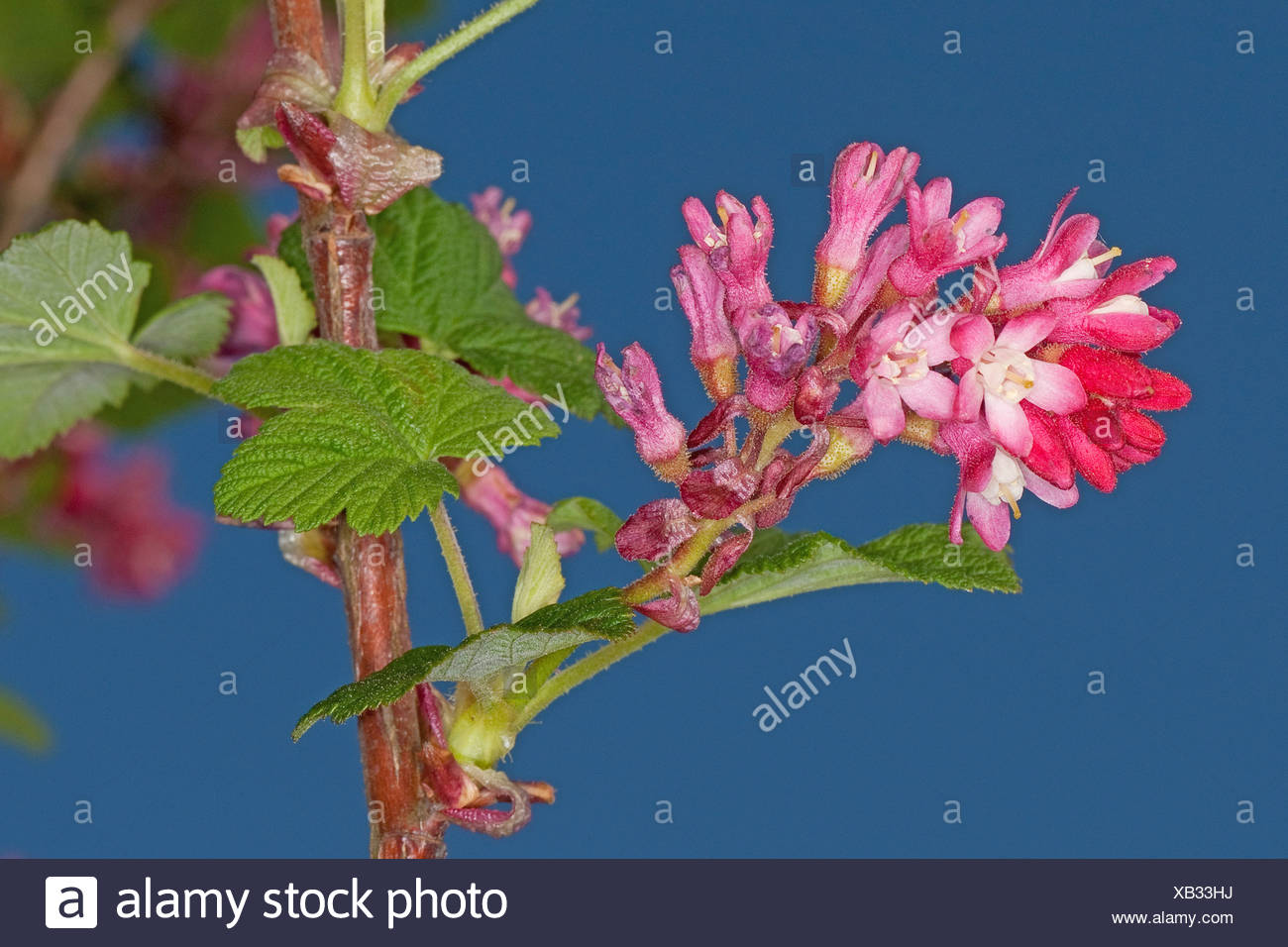 Ribes Sanguineum Red Flowering Currant Stock Photos Ribes