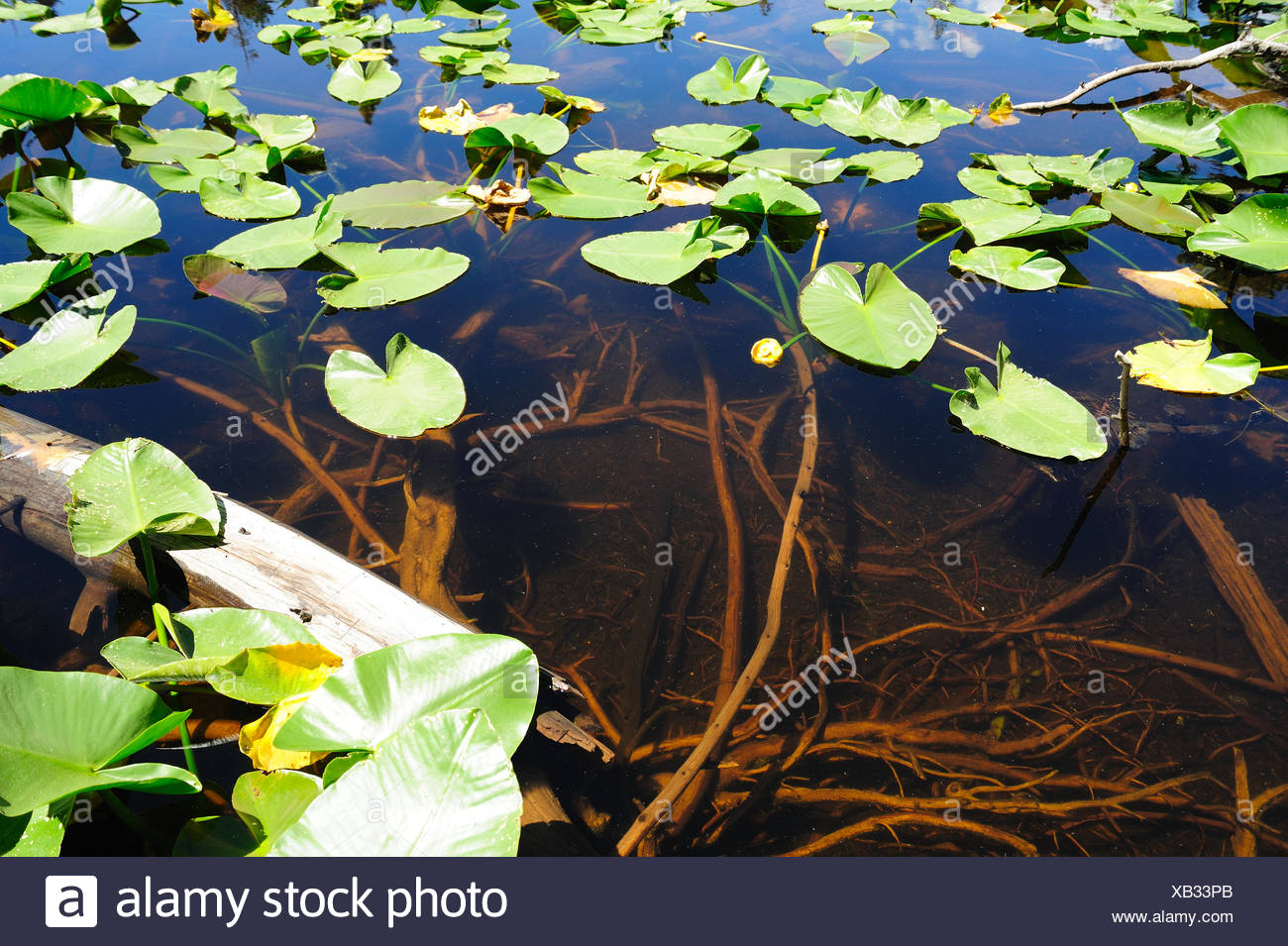Water Lily Root High Resolution Stock Photography And Images Alamy