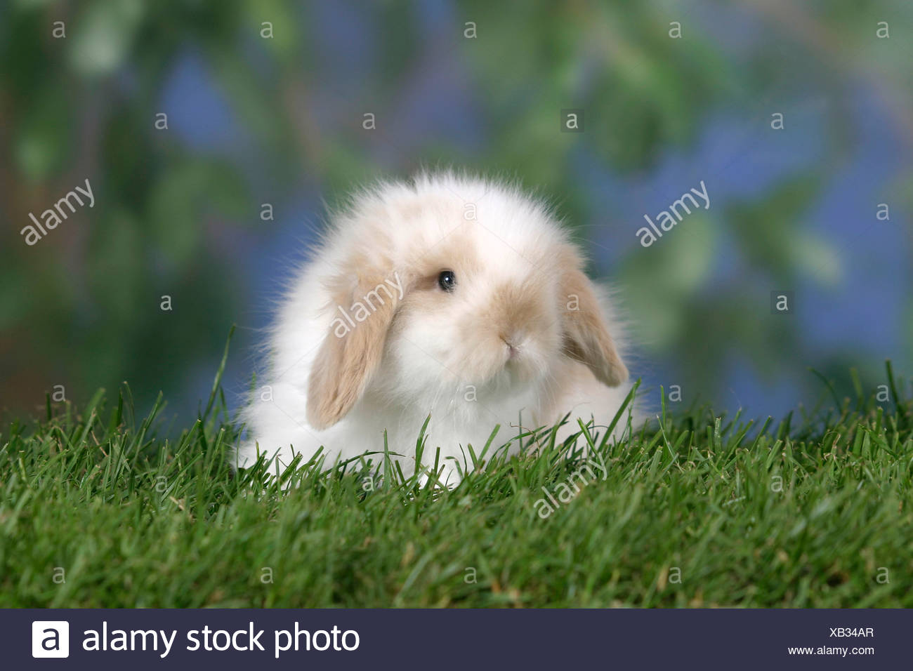 teddy lop rabbit