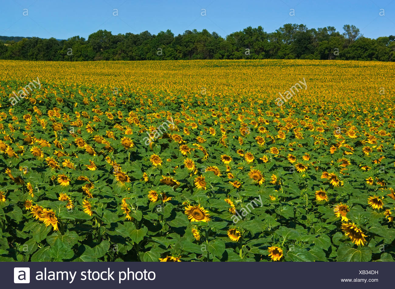 Ripening Sunflower Seeds High Resolution Stock Photography and Images