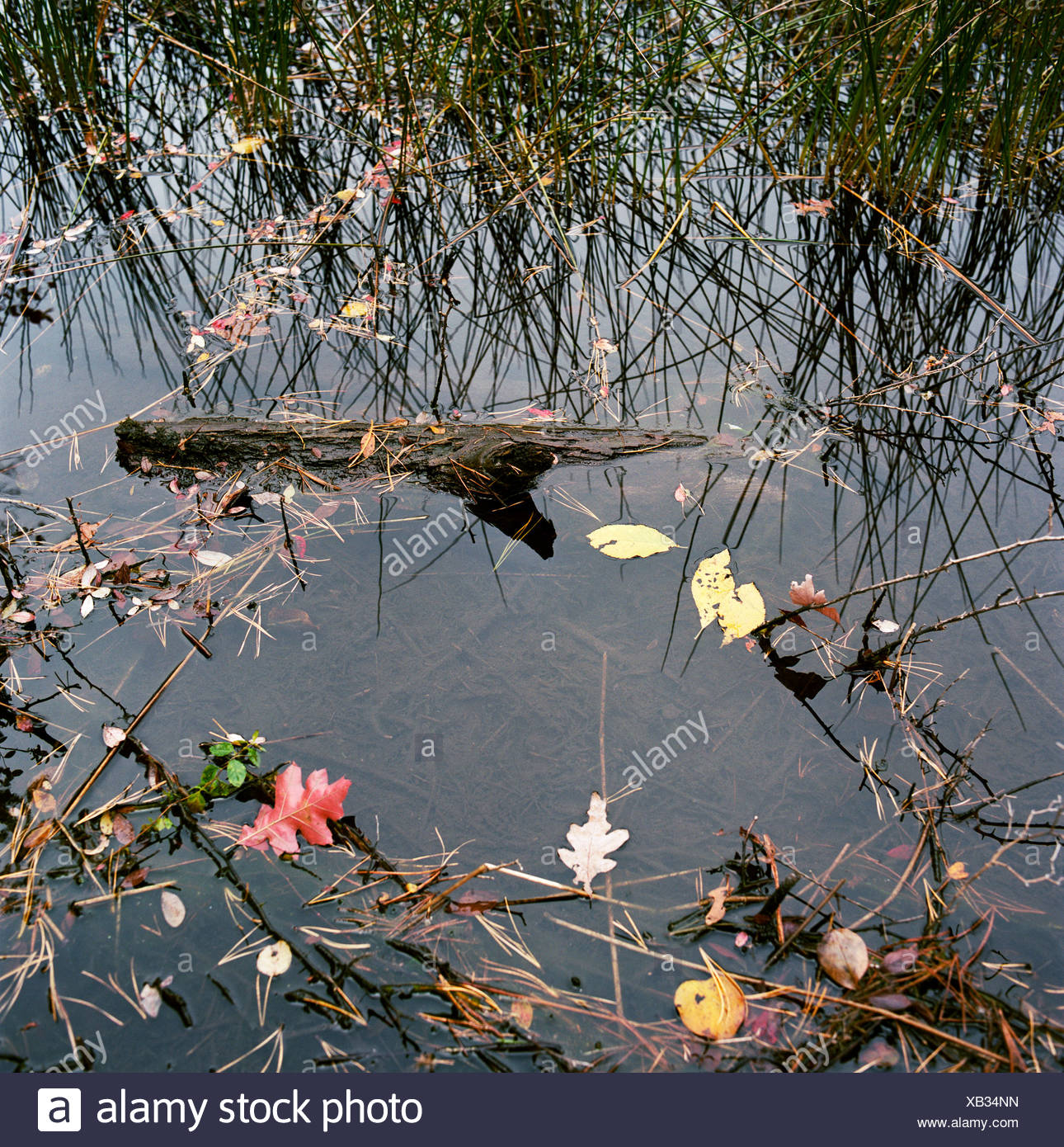 Leaves Floating In Water High Resolution Stock Photography and Images ...