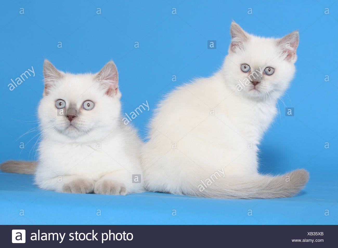 Two Blue Point British Shorthair Kittens Stock Photos Two Blue