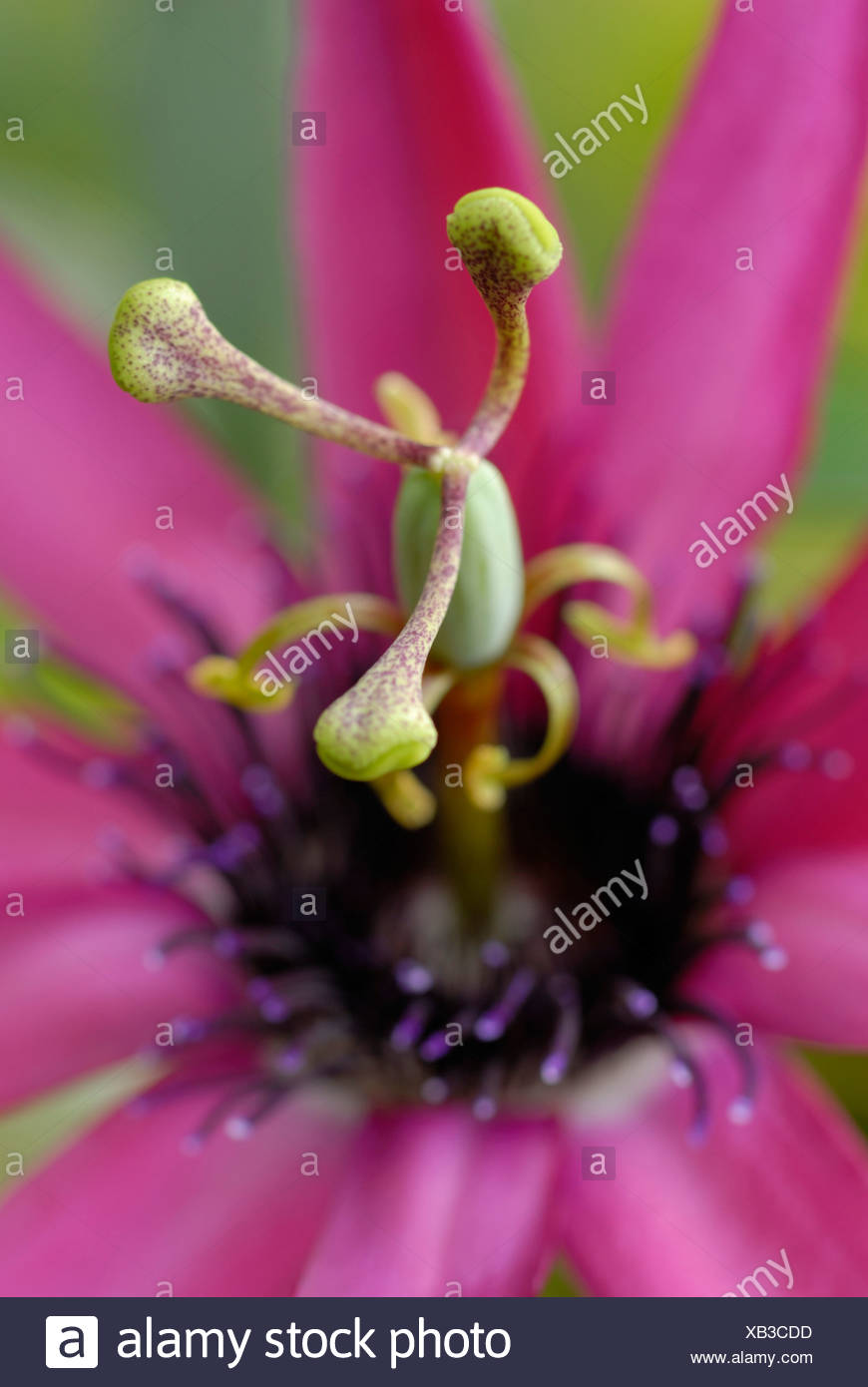 Pistil Of A Gardenia Thunbergia Gardenia Thunbergia Stock Photo Alamy