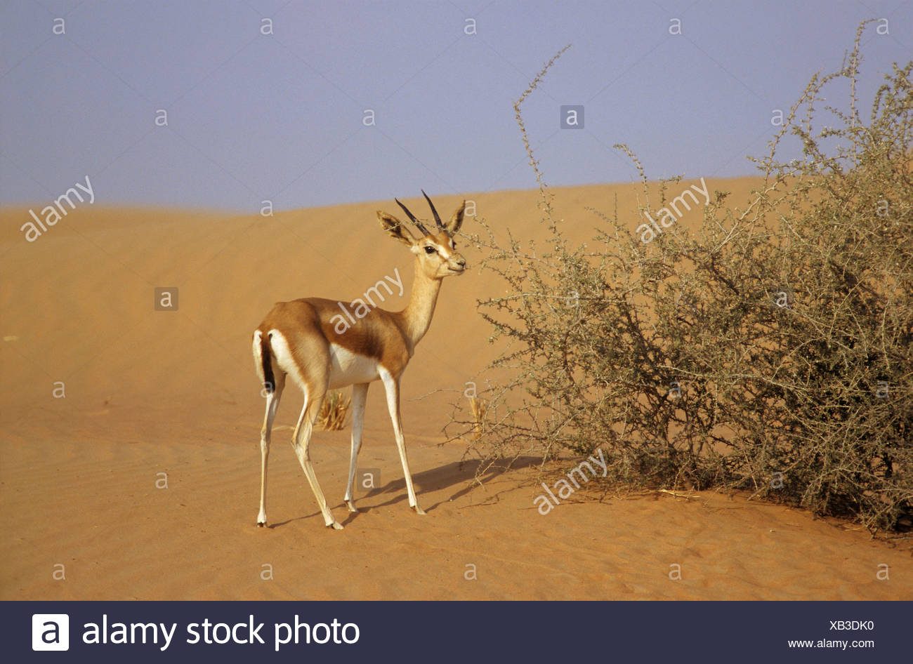 Sand Gazelle High Resolution Stock Photography and Images - Alamy