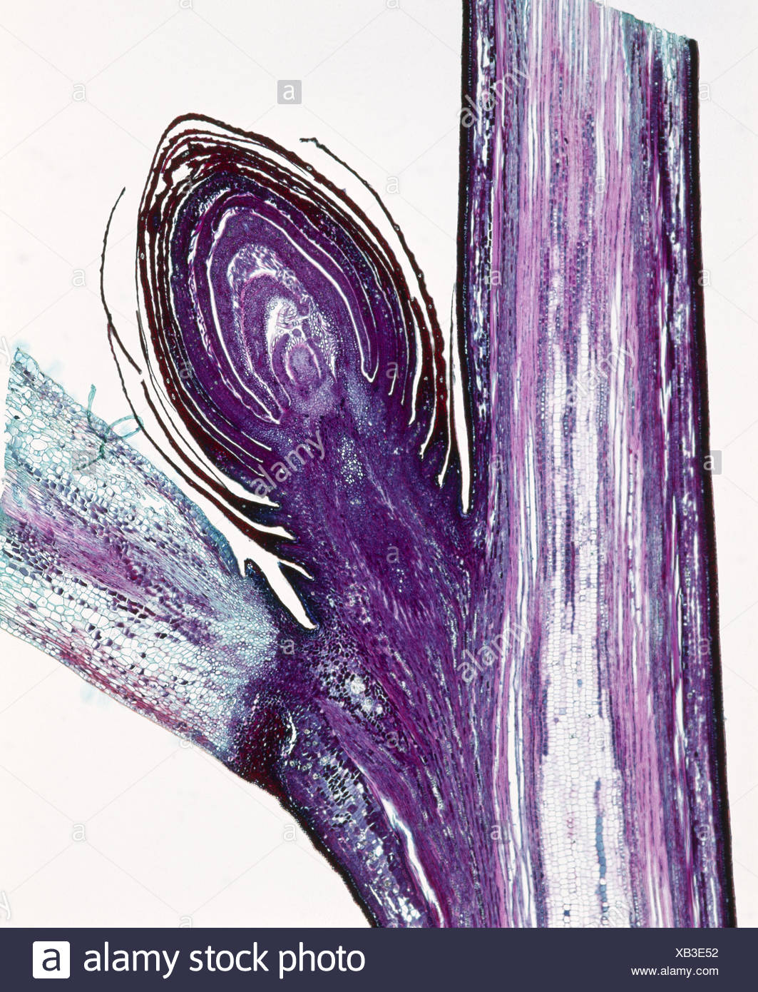 Abscission Stock Photos Abscission Stock Images Alamy