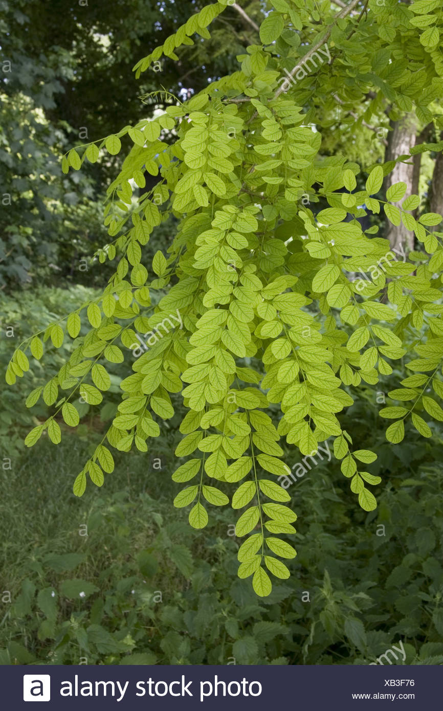 Honey Locust Trees Stock Photos & Honey Locust Trees Stock Images Alamy
