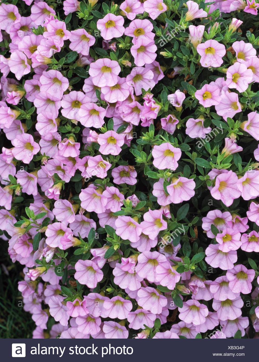 Calibrachoa Million Bells Trailing Pastel Pink Ann111087 Stock Photo Alamy