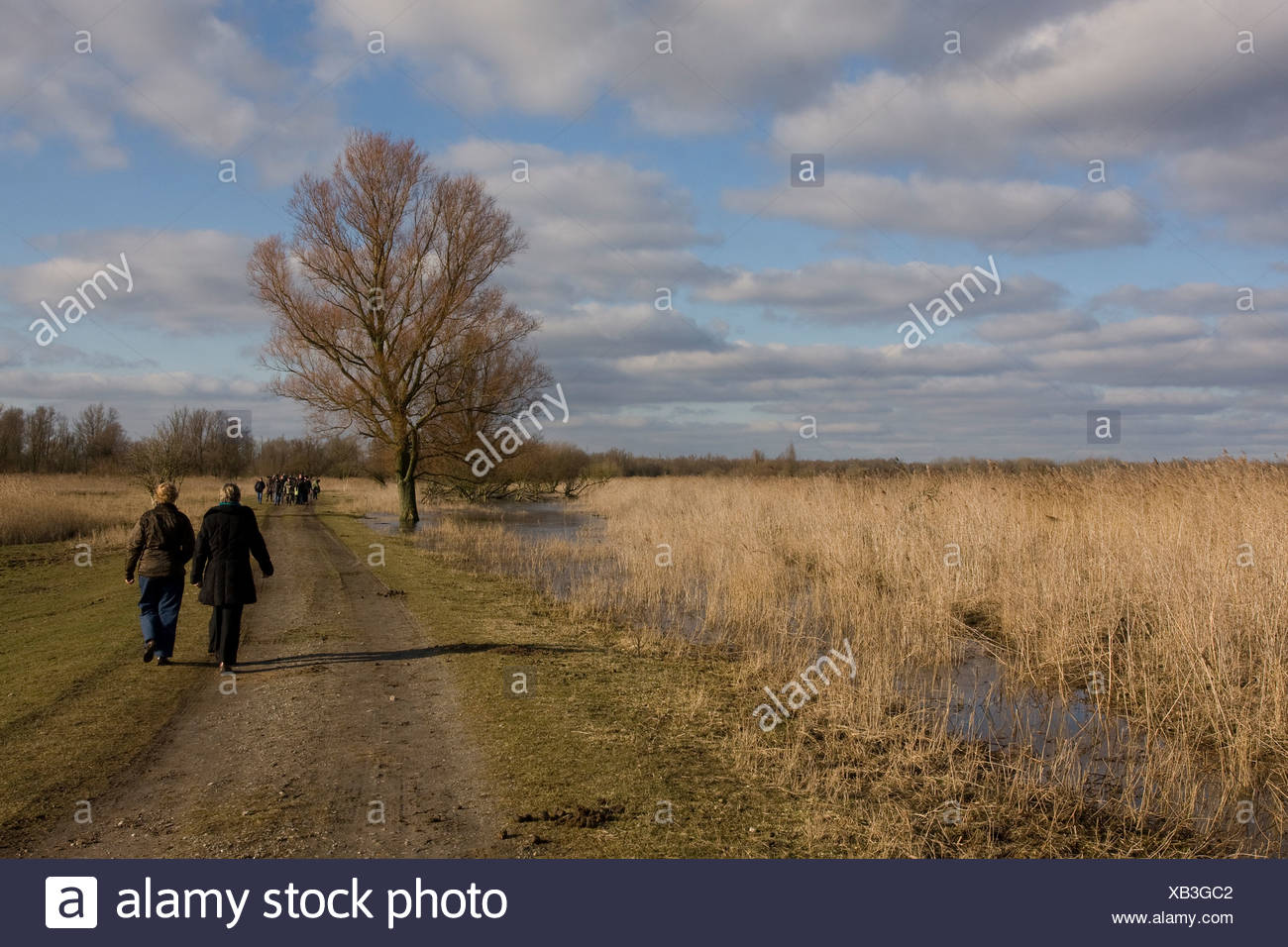 Wandelaars in het natuurgebied Oostvaardersplassen Stock Photo