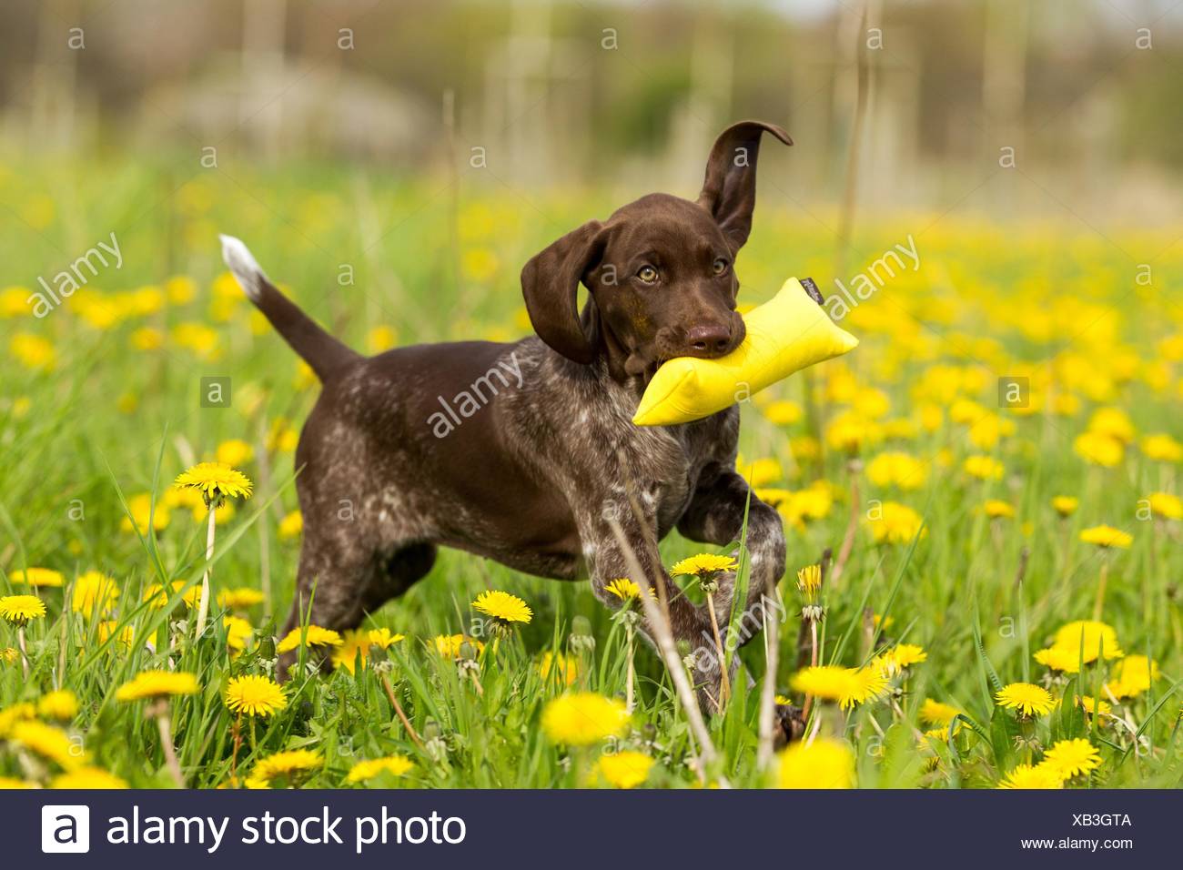 German Shorthaired Pointer Puppy Stock Photo 282206186 Alamy