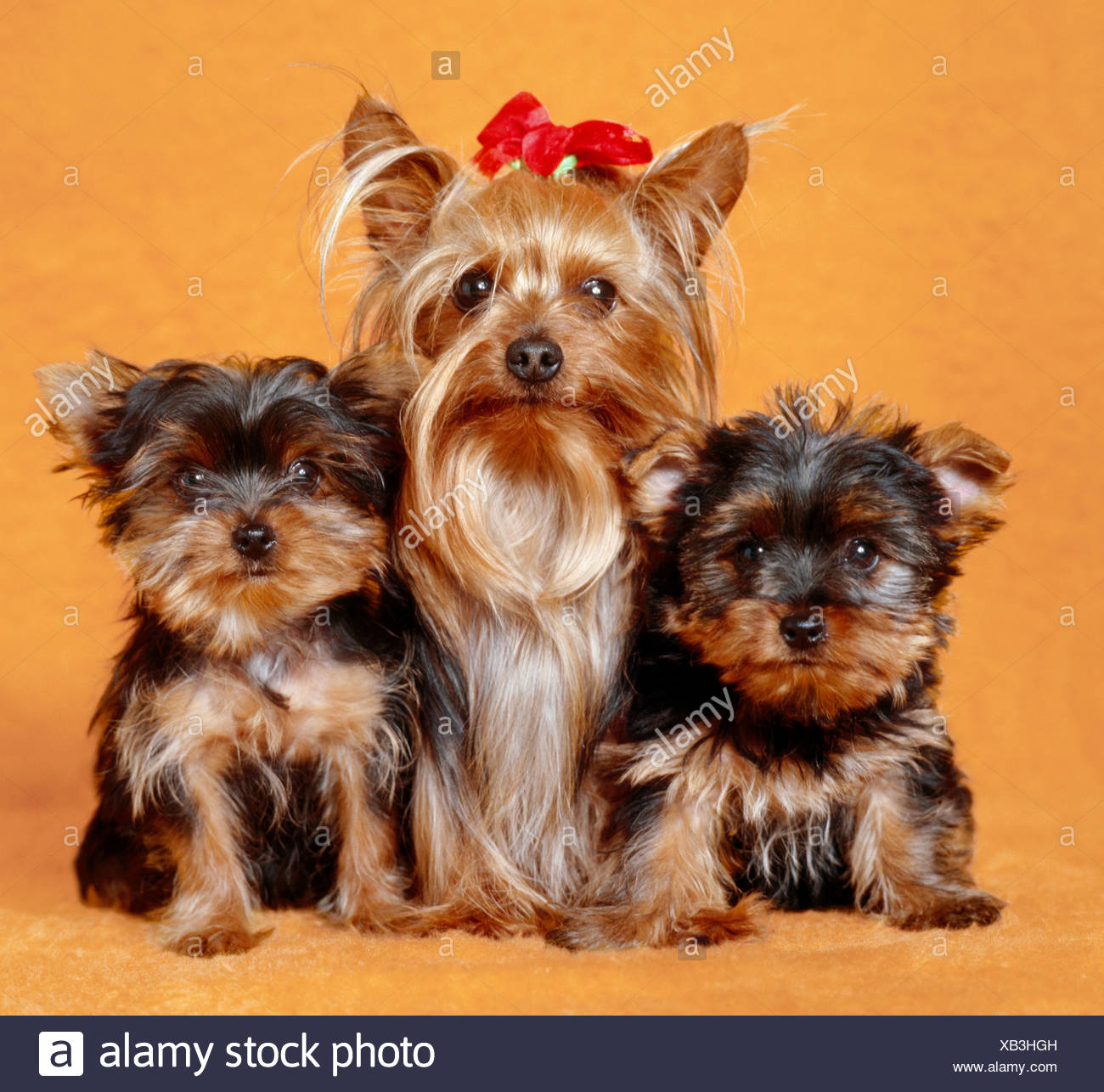 yorkshire terrier puppy cut