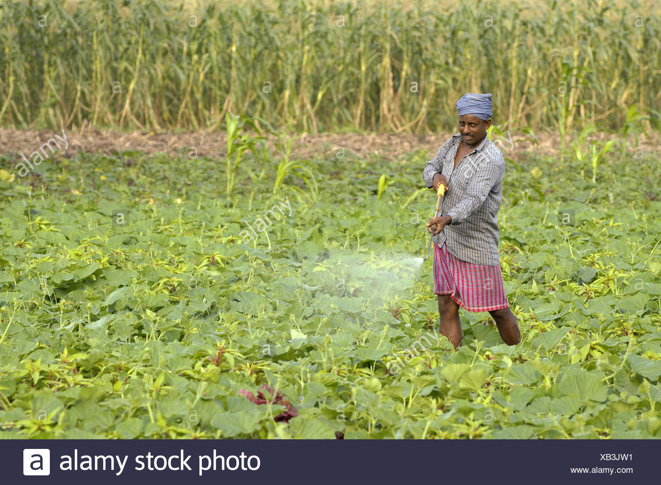 Insecticide Use Asia High Resolution Stock Photography and Images - Alamy