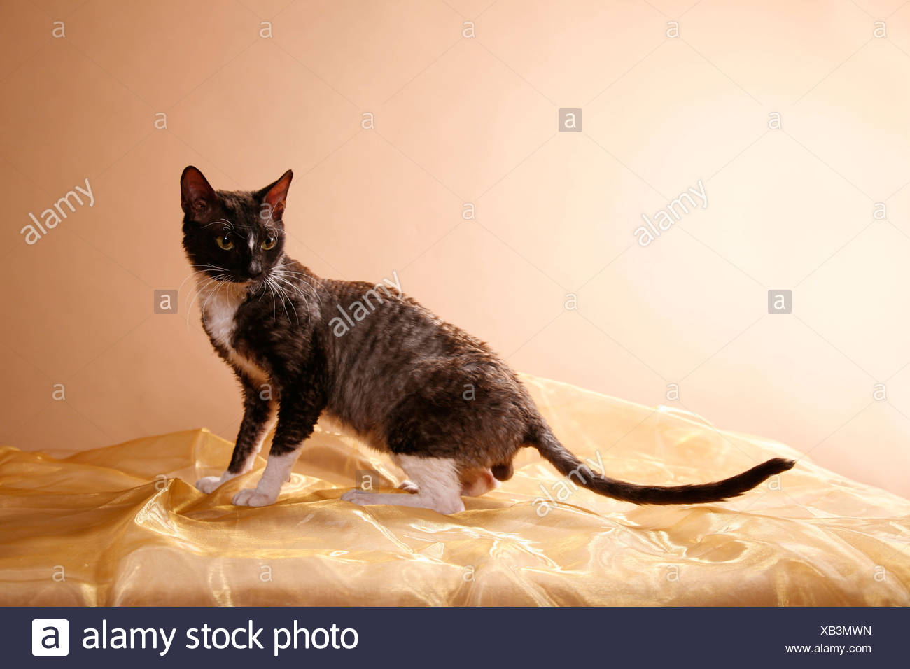 Уральский Рекс Кошка Фото