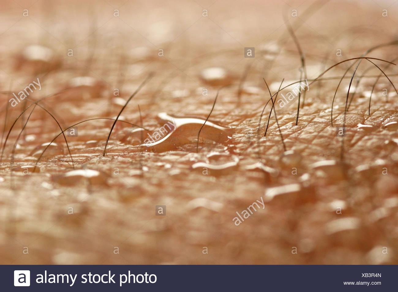 pores human stock photos pores human stock images alamy pores human stock photos pores human stock images alamy pores human stock photos pores human stock images alamy pores human stock photos pores human stock images alamy