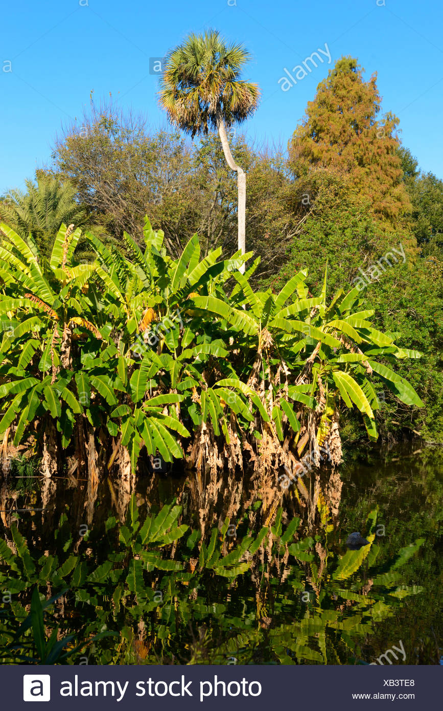 Usa Florida Gainesville Kanapaha Botanical Garden Stock Photo