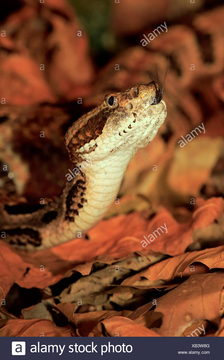 Venomous Rattlesnake High Resolution Stock Photography and Images - Alamy