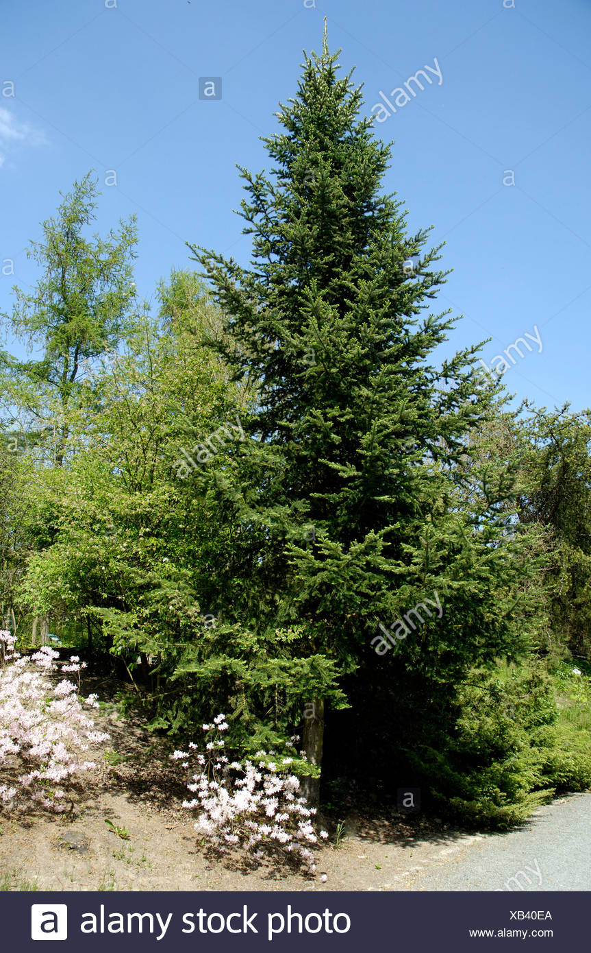 Balsam Fir Stock Photos & Balsam Fir Stock Images Alamy