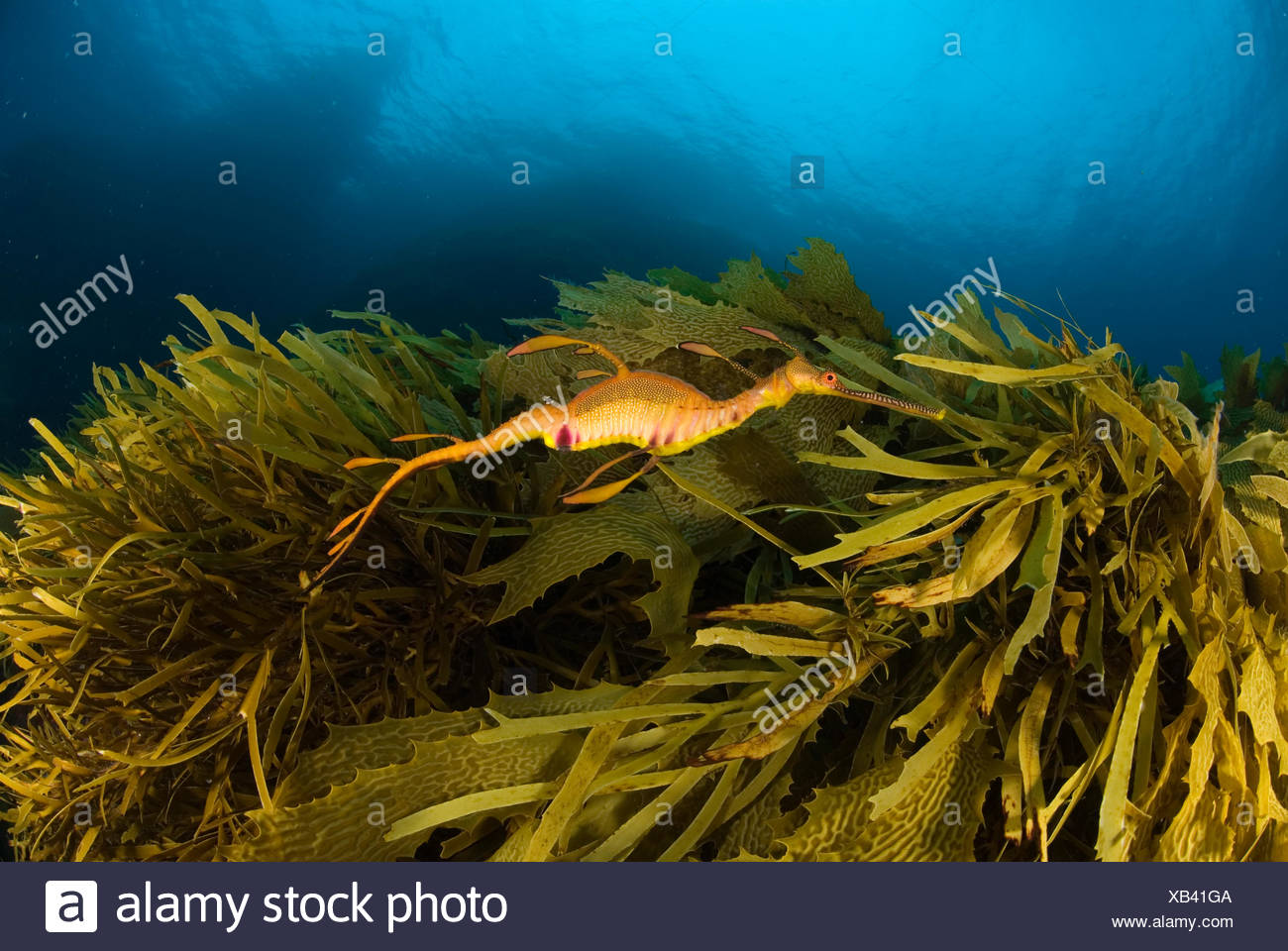 Weedy Seadragon Phyllopteryx Taeniolatus Swimming Amongst
