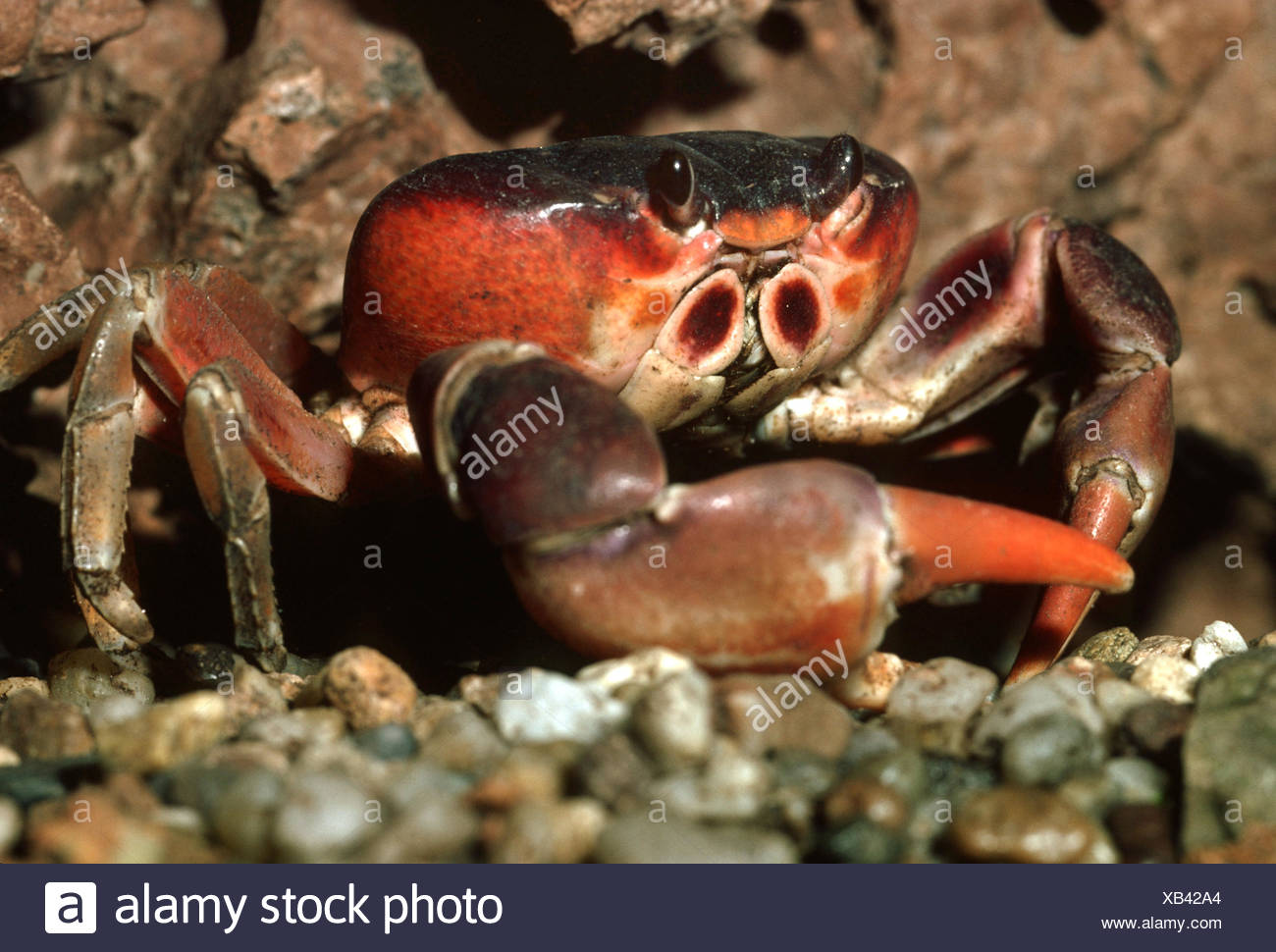 Blackback Land Crab High Resolution Stock Photography And Images Alamy Blackback Land Crab High Resolution Stock Photography And Images Alamy