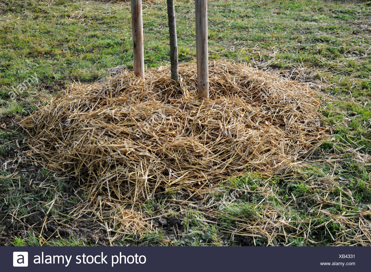 Straw Mulch High Resolution Stock Photography and Images Alamy