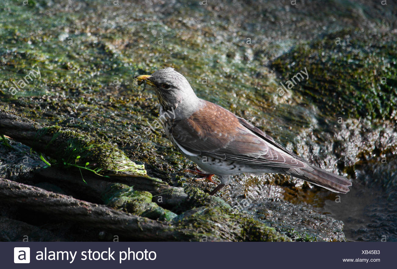 bird birds thrush throttle fodder bird insects birds river bed juniper thrush Stock Photo