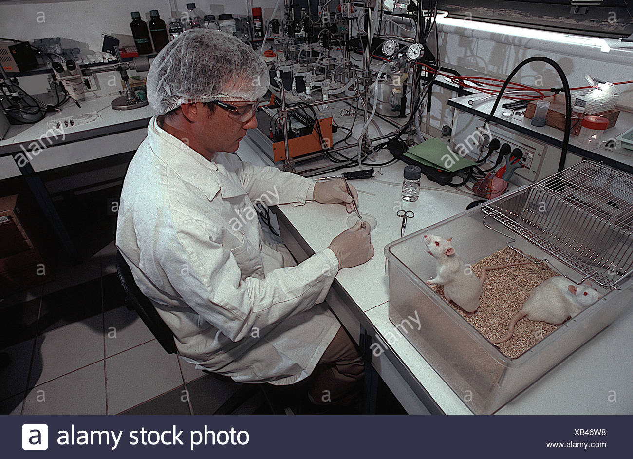 Experiment Rat Stock Photos & Experiment Rat Stock Images Alamy