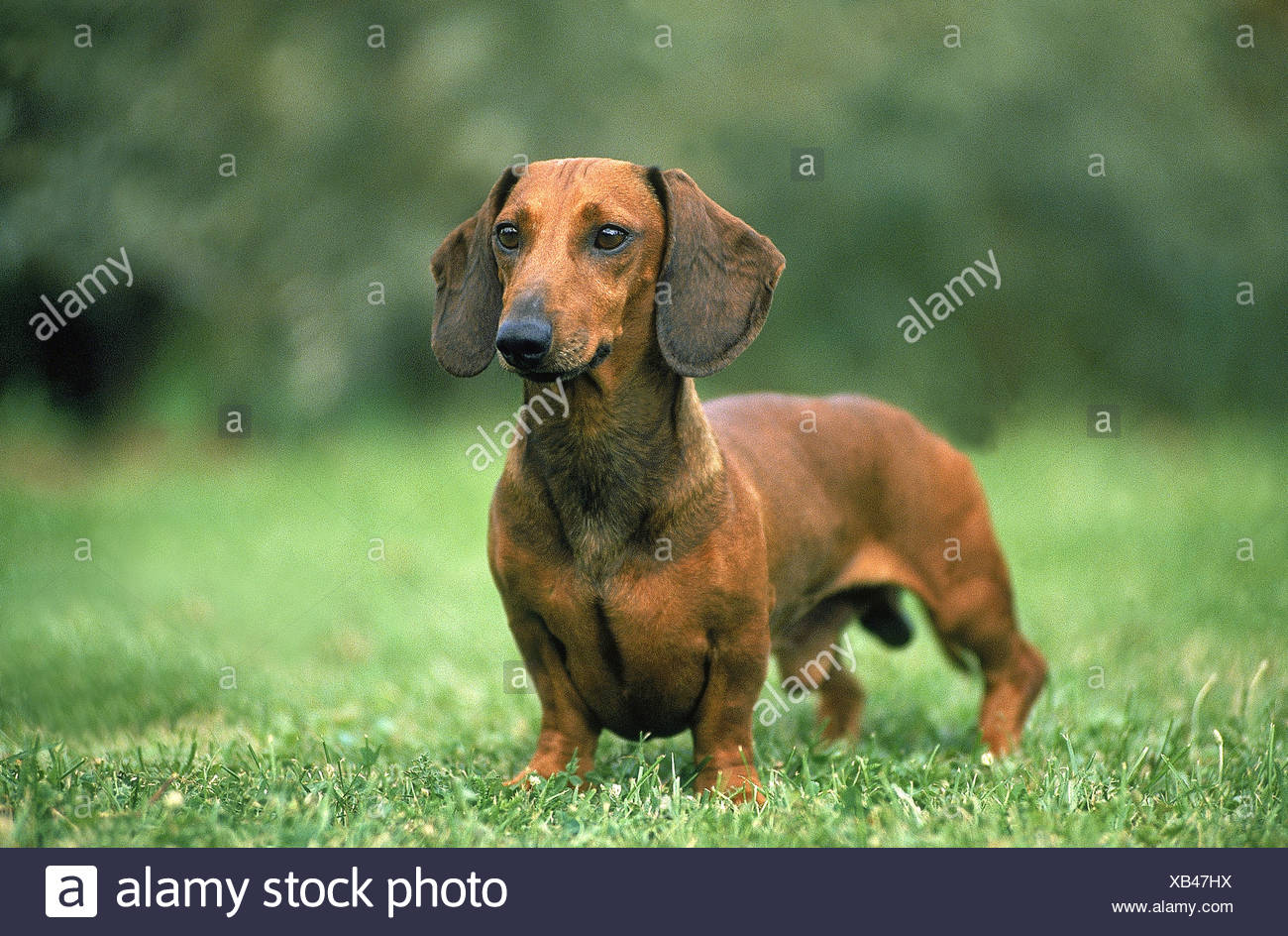 male dachshund