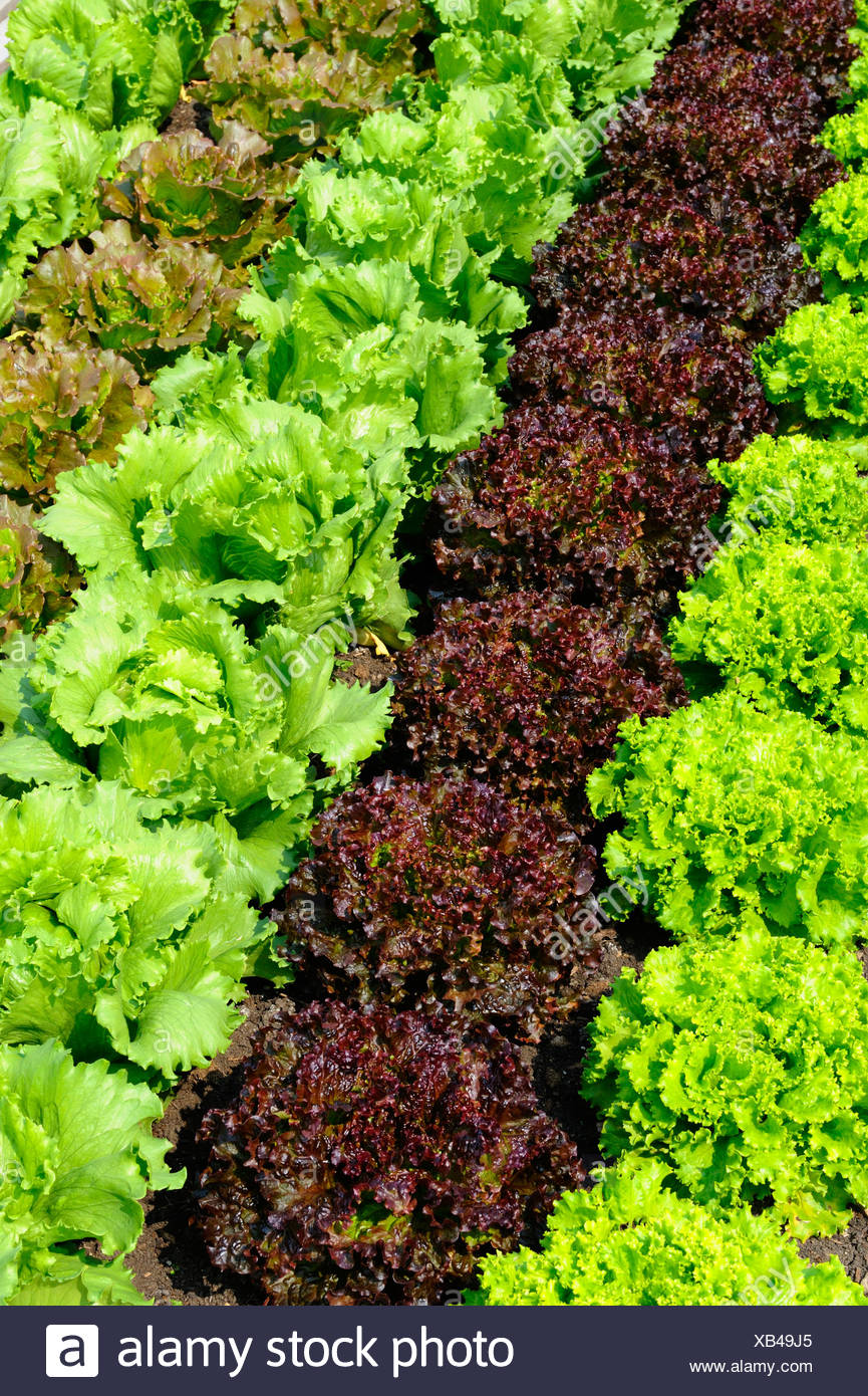 Healthy Batavia Lettuce High Resolution Stock Photography and Images