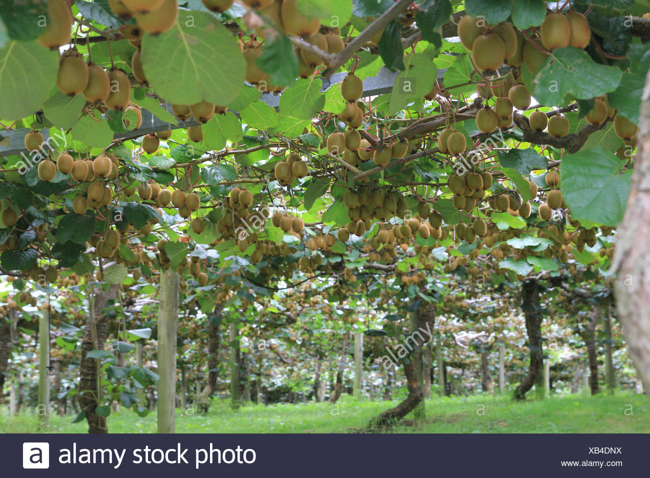Kiwi Fruit Growing Stock Photos & Kiwi Fruit Growing Stock Images Alamy