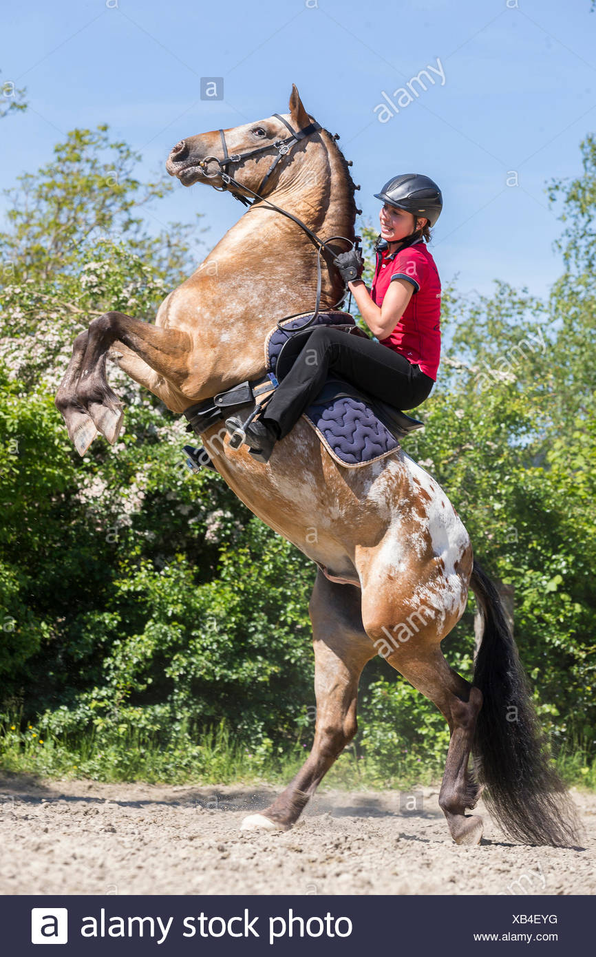 Appaloosa Horse Spotted High Resolution Stock Photography and Images ...