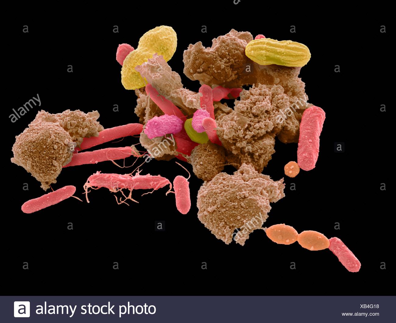 Page 4 Faeces High Resolution Stock Photography and Images Alamy