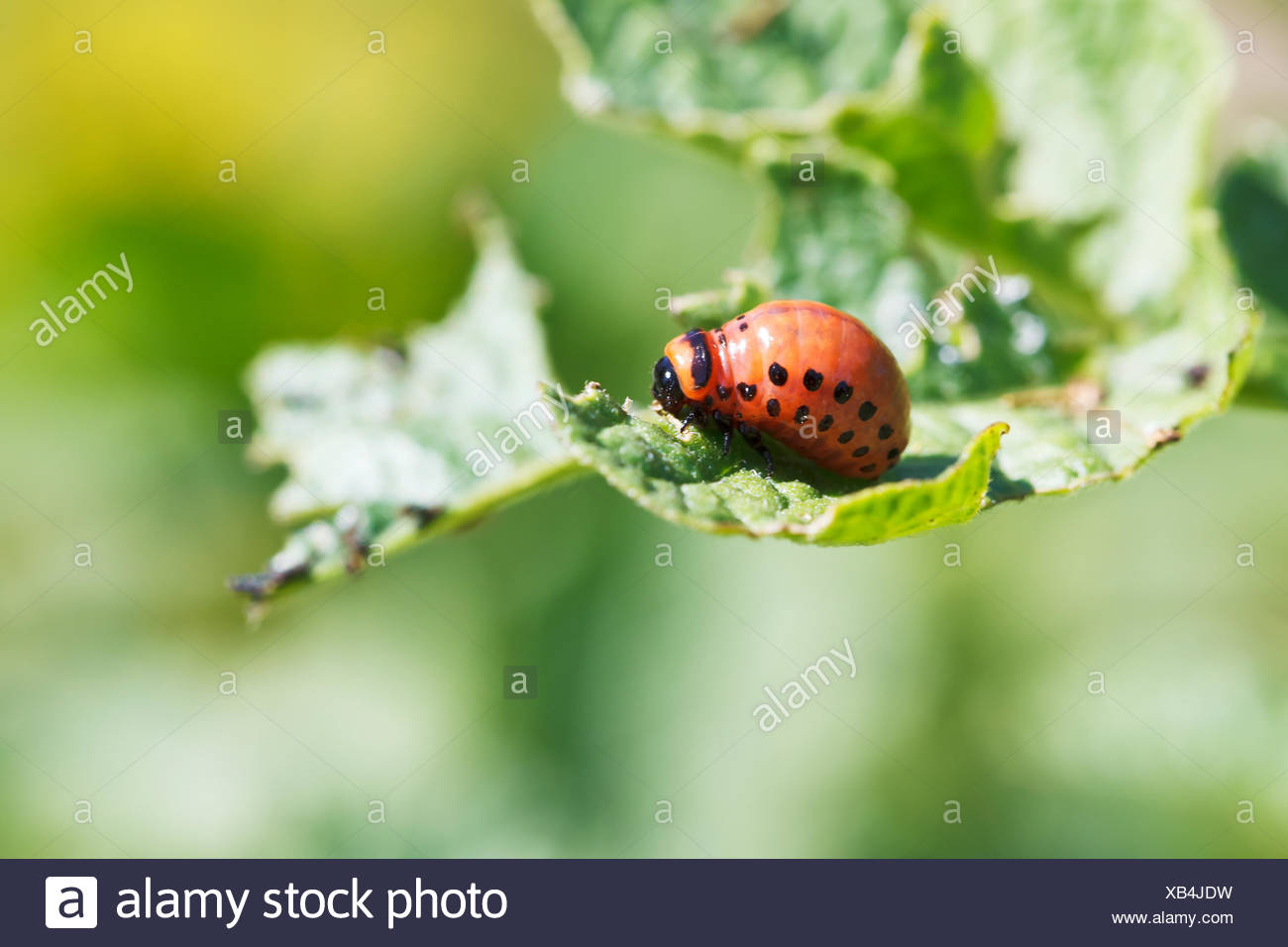 Potato Caterpillar High Resolution Stock Photography and Images Alamy