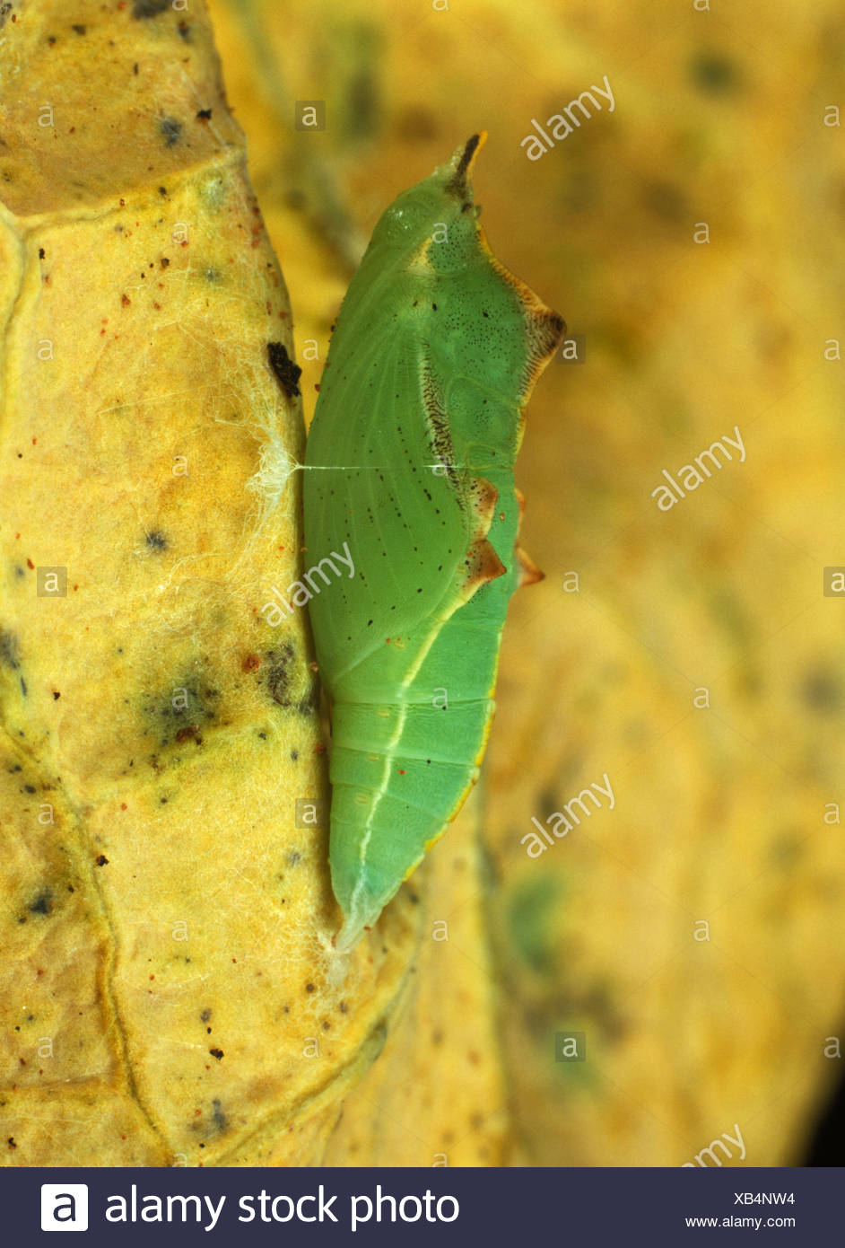 Cabbage White Butterfly Pupa Stock Photos & Cabbage White Butterfly