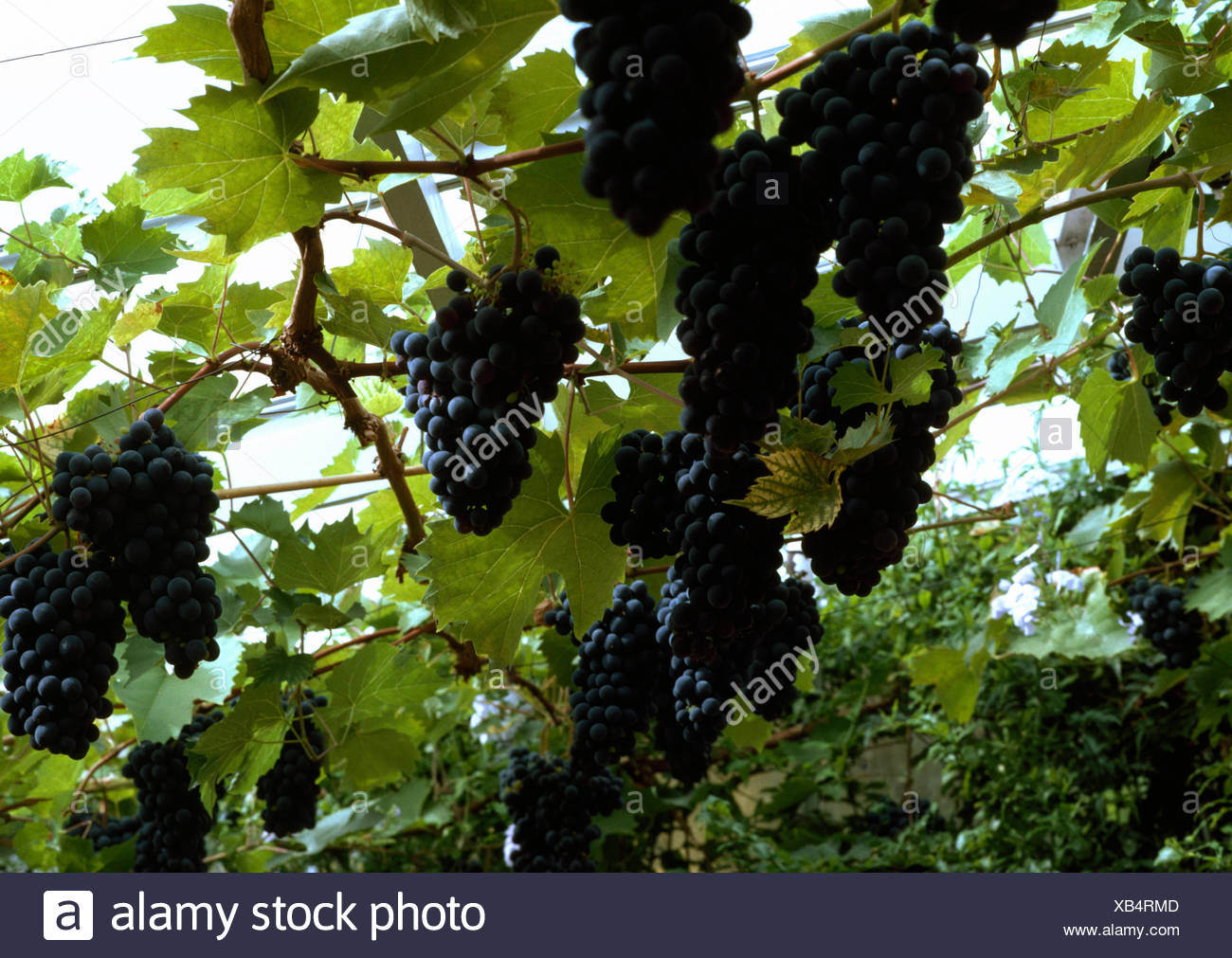 Grapes In Greenhouse High Resolution Stock Photography and Images Alamy