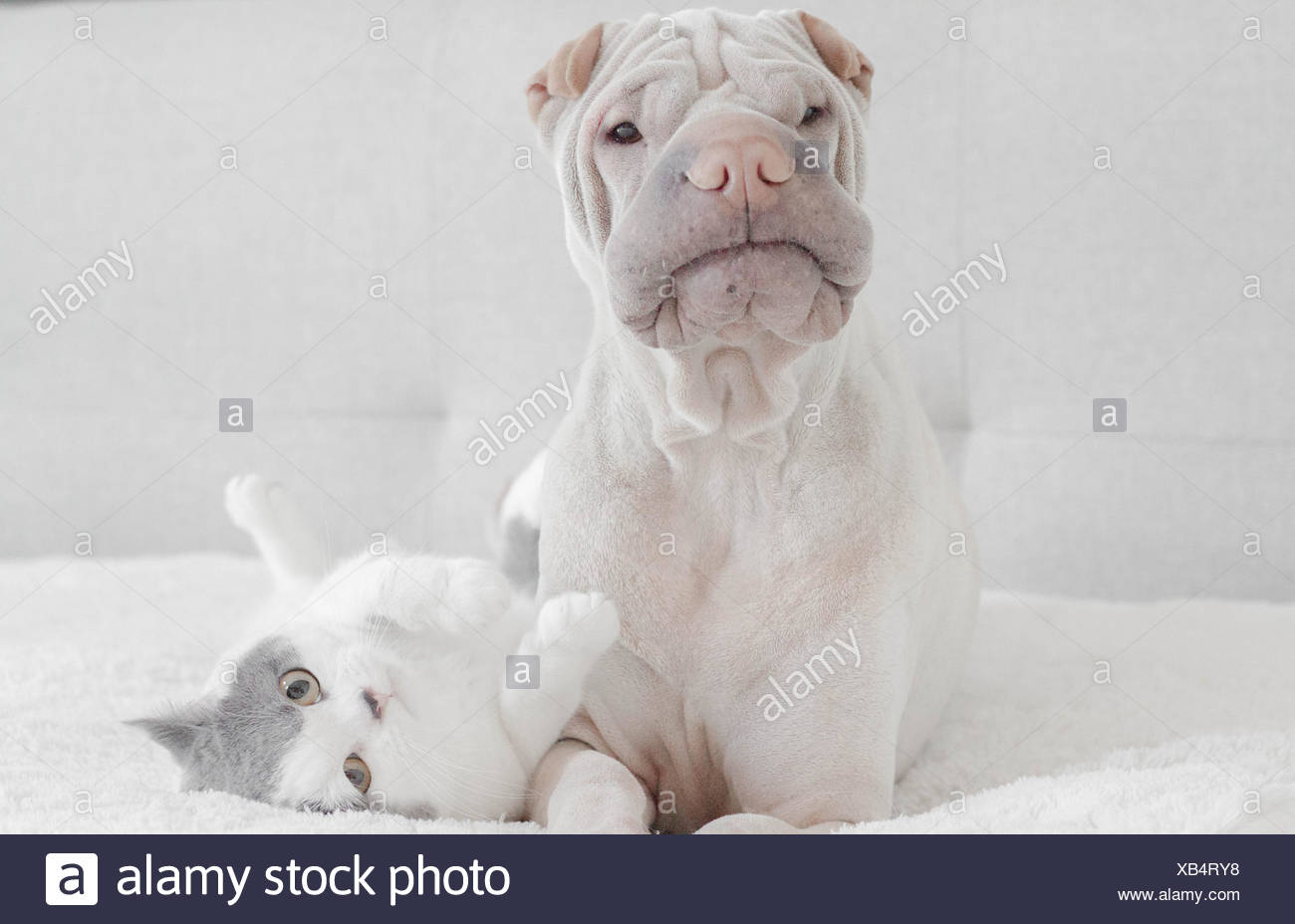 short haired shar pei