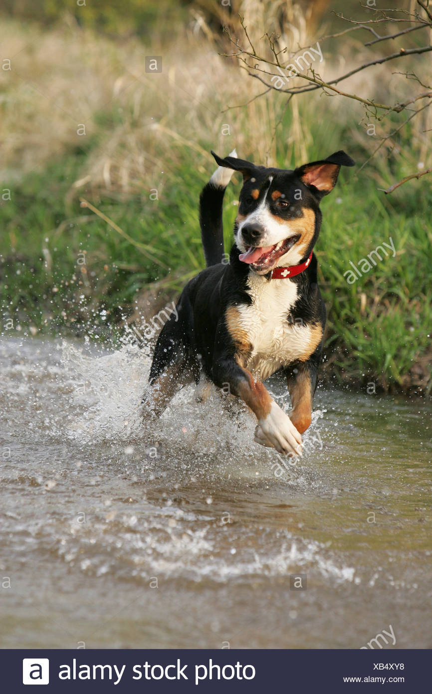 Running Great Swiss Mountain Dog Stock Photo 282236060 Alamy