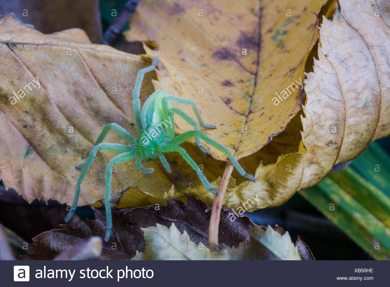 Huntsman Spider Stock Photos & Huntsman Spider Stock Images - Alamy