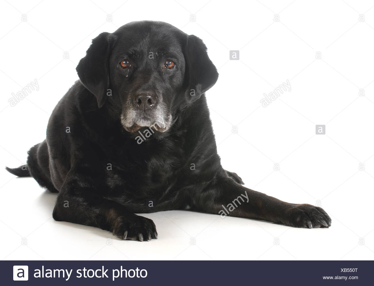 Senior Dog Black Labrador Retriever Laying Down Looking At Viewer Isolated On White Background Stock Photo Alamy