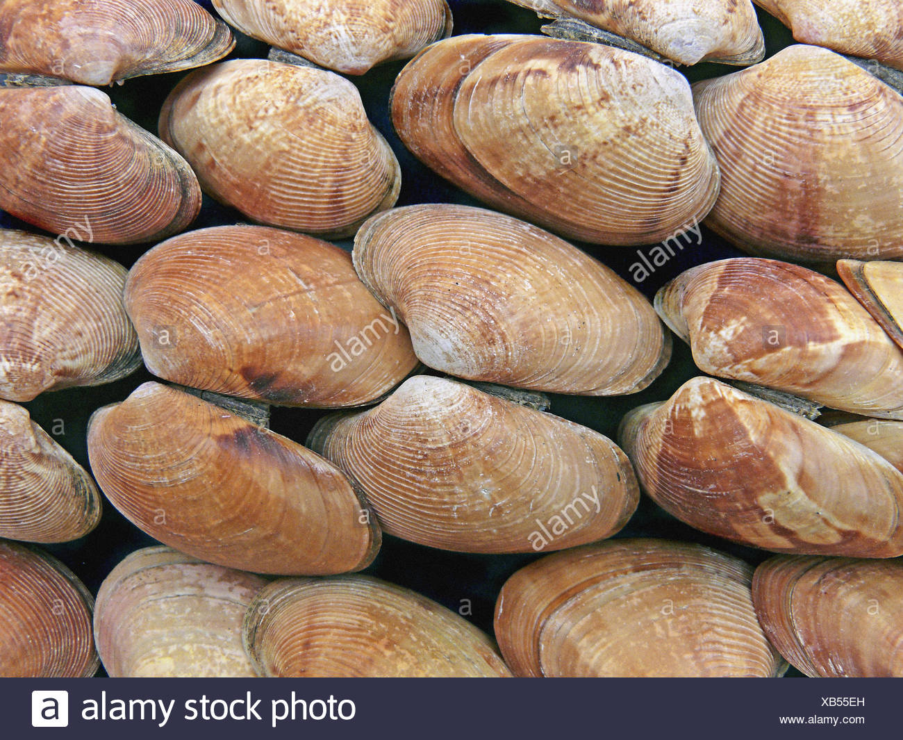 Clams Class Bivalvia Representative Mollusks Bivalves Have A
