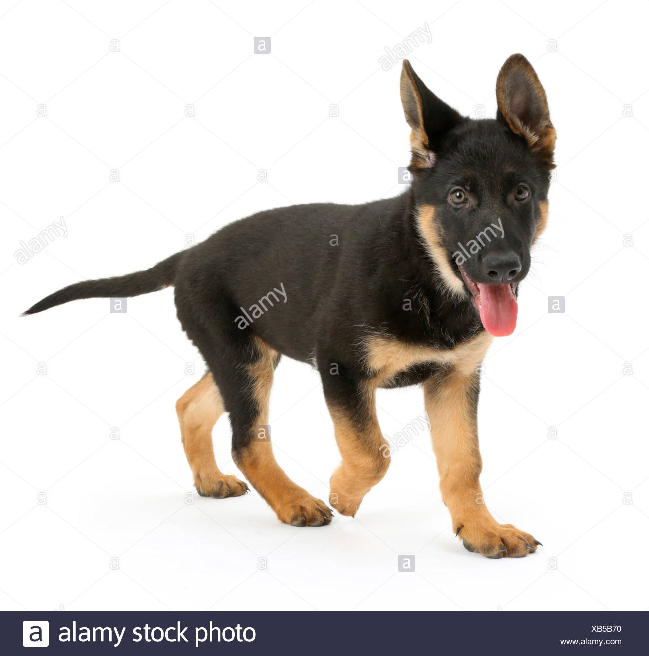 German Shepherd Dog Puppy Age 8 Weeks Walking Stock Photo Alamy