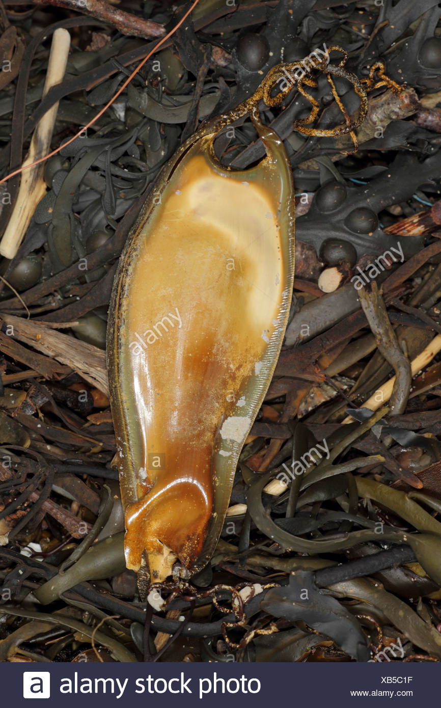 Catshark Egg Stock Photos & Catshark Egg Stock Images Alamy