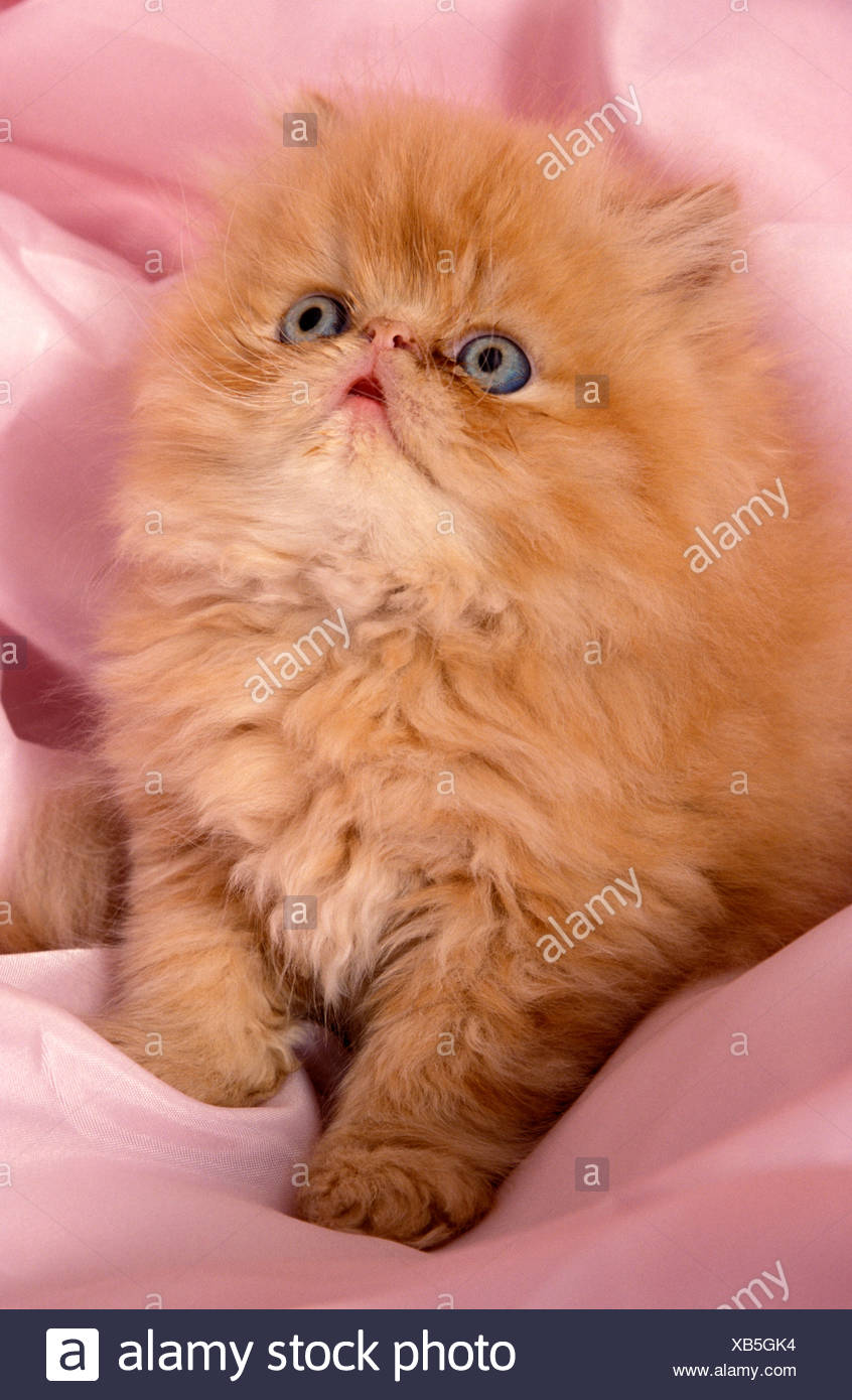 fluffy persian kittens