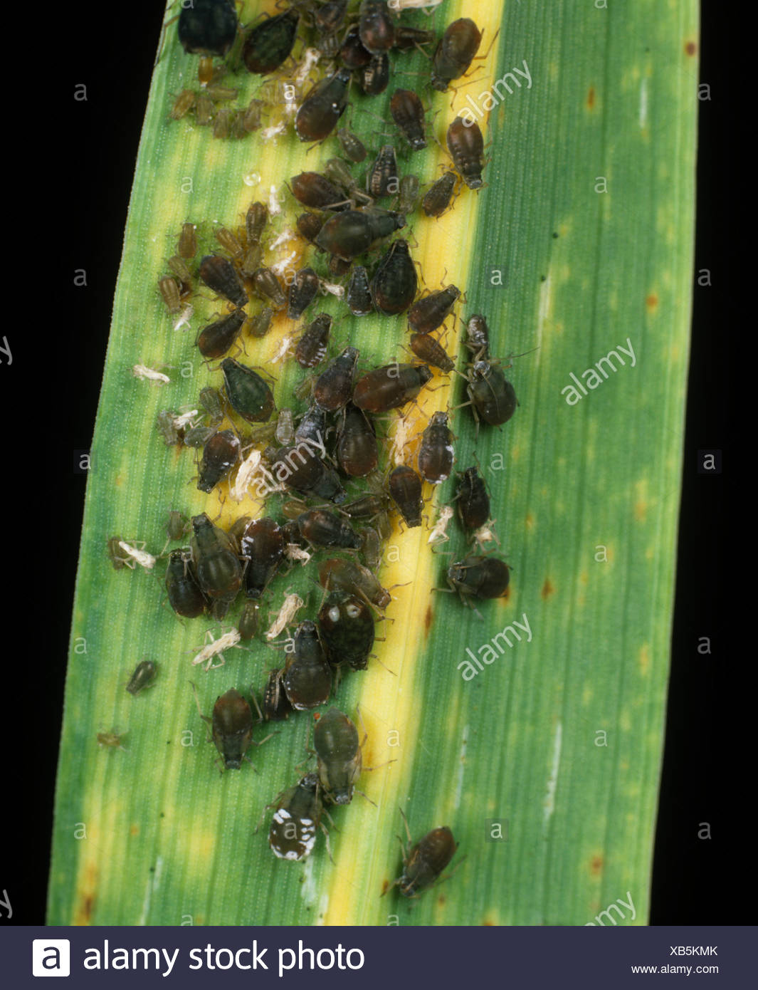 Rhopalosiphum Padi Stock Photos & Rhopalosiphum Padi Stock Images - Alamy