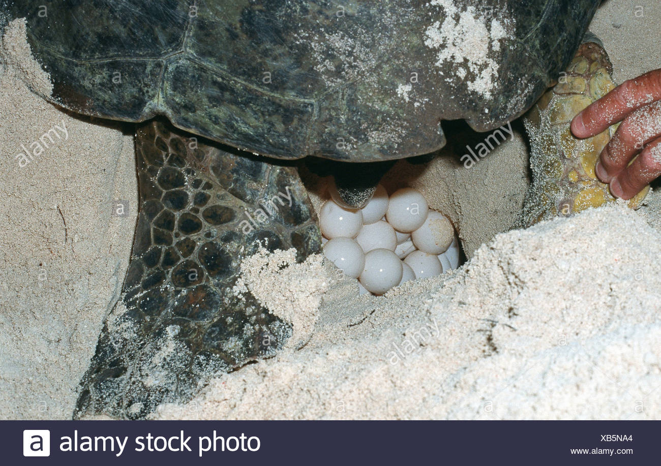 Turtle Meat High Resolution Stock Photography and Images Alamy