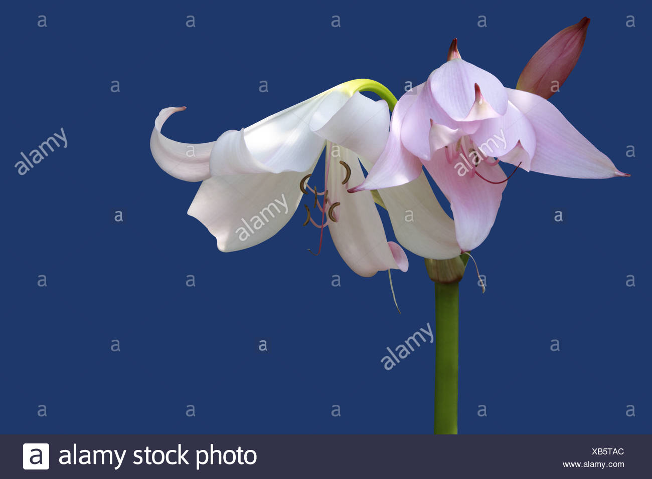 crinum powellii Stock Photo