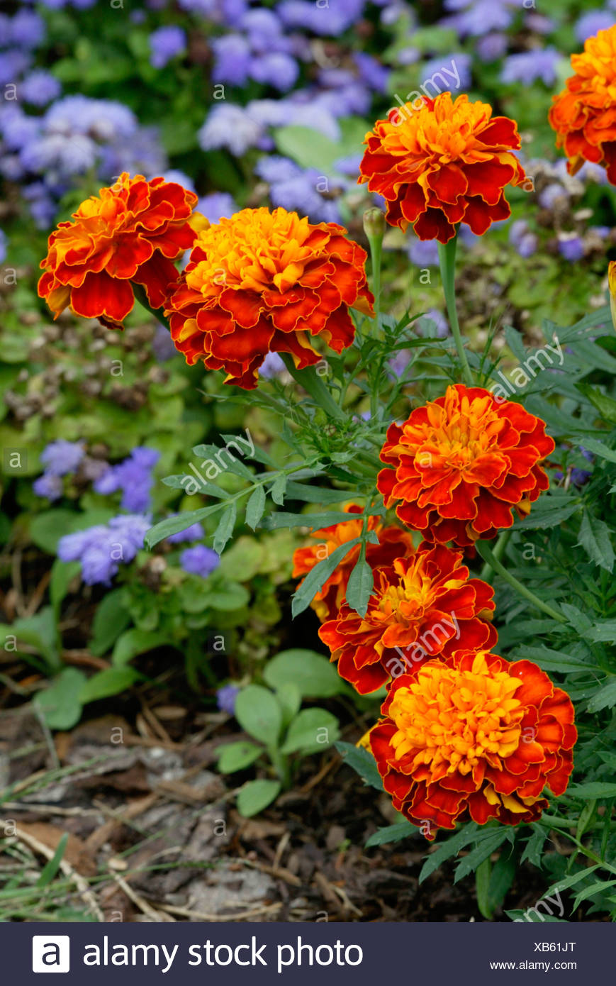 Tagetes Studentenblume Stock Photo 282260128 Alamy