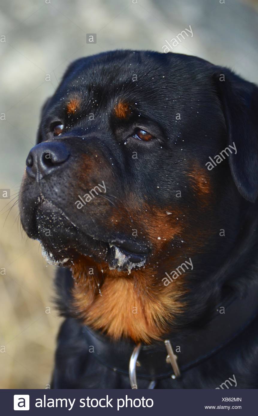 Head Portrait Of A Placid Rottweiler Dog Stock Photo Alamy Head Portrait Of A Placid Rottweiler Dog Stock Photo Alamy