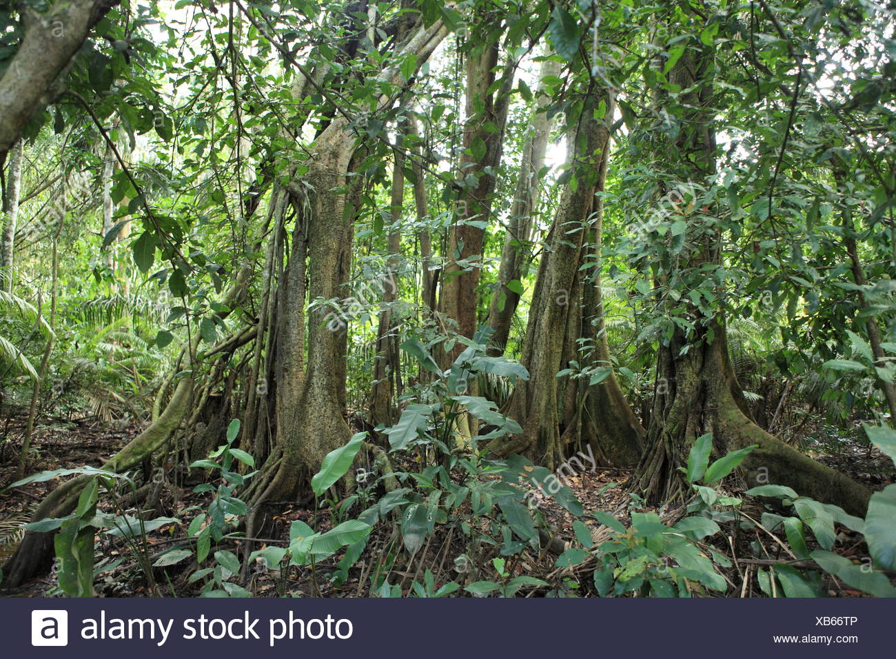 Amazon Jungle Stock Photos & Amazon Jungle Stock Images - Alamy