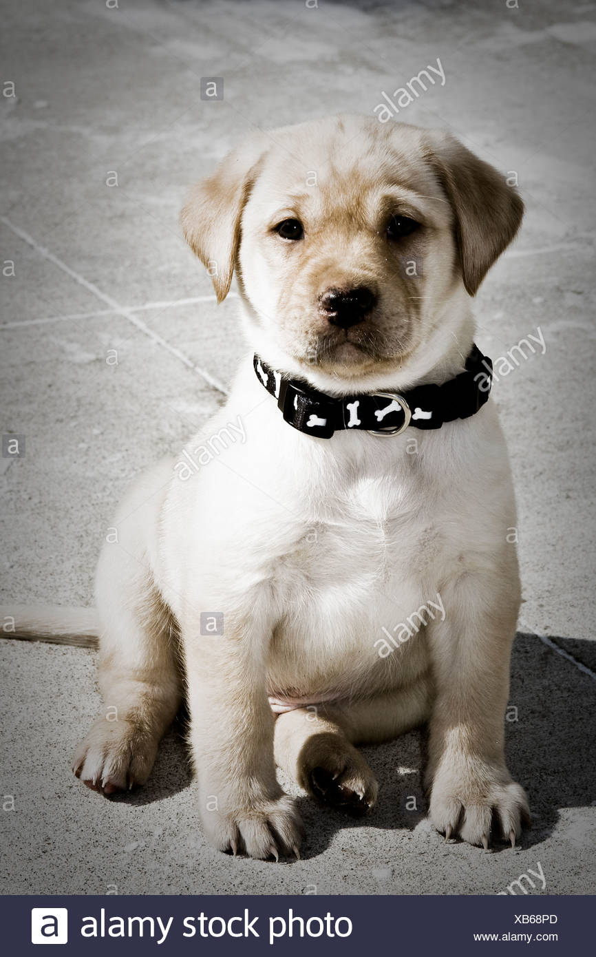 7 week old lab puppy