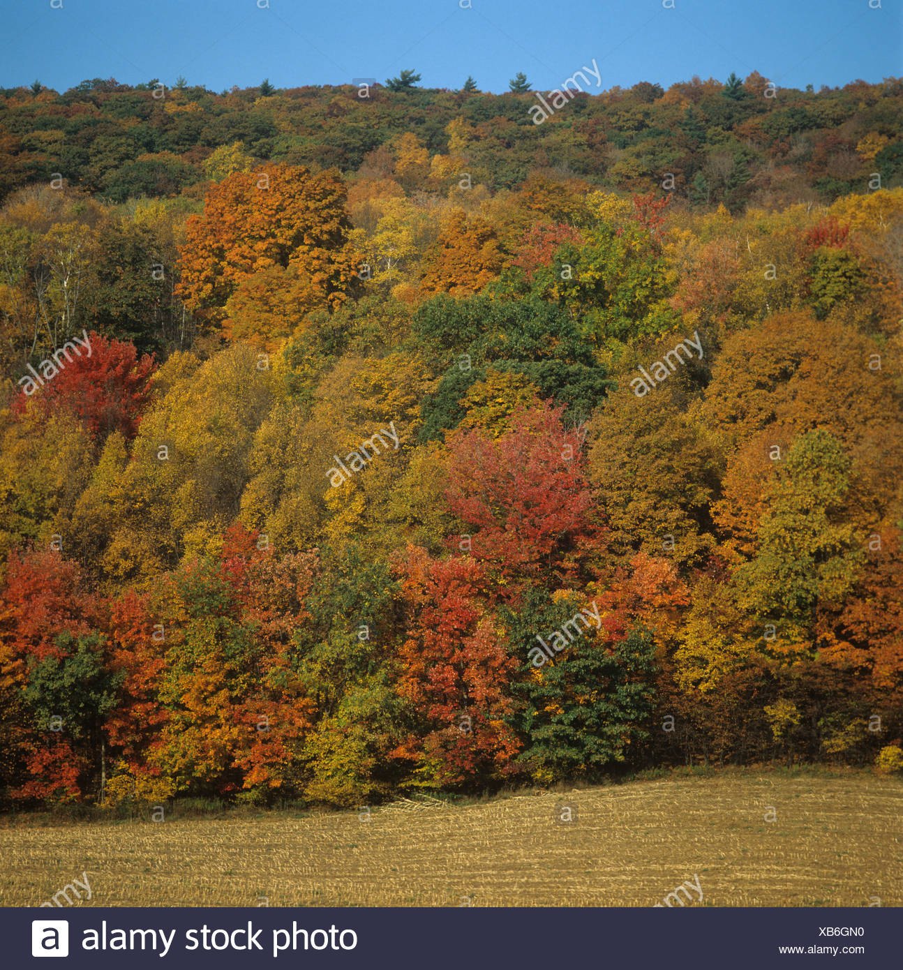 Fall Colors In Upstate New York High Resolution Stock Photography and