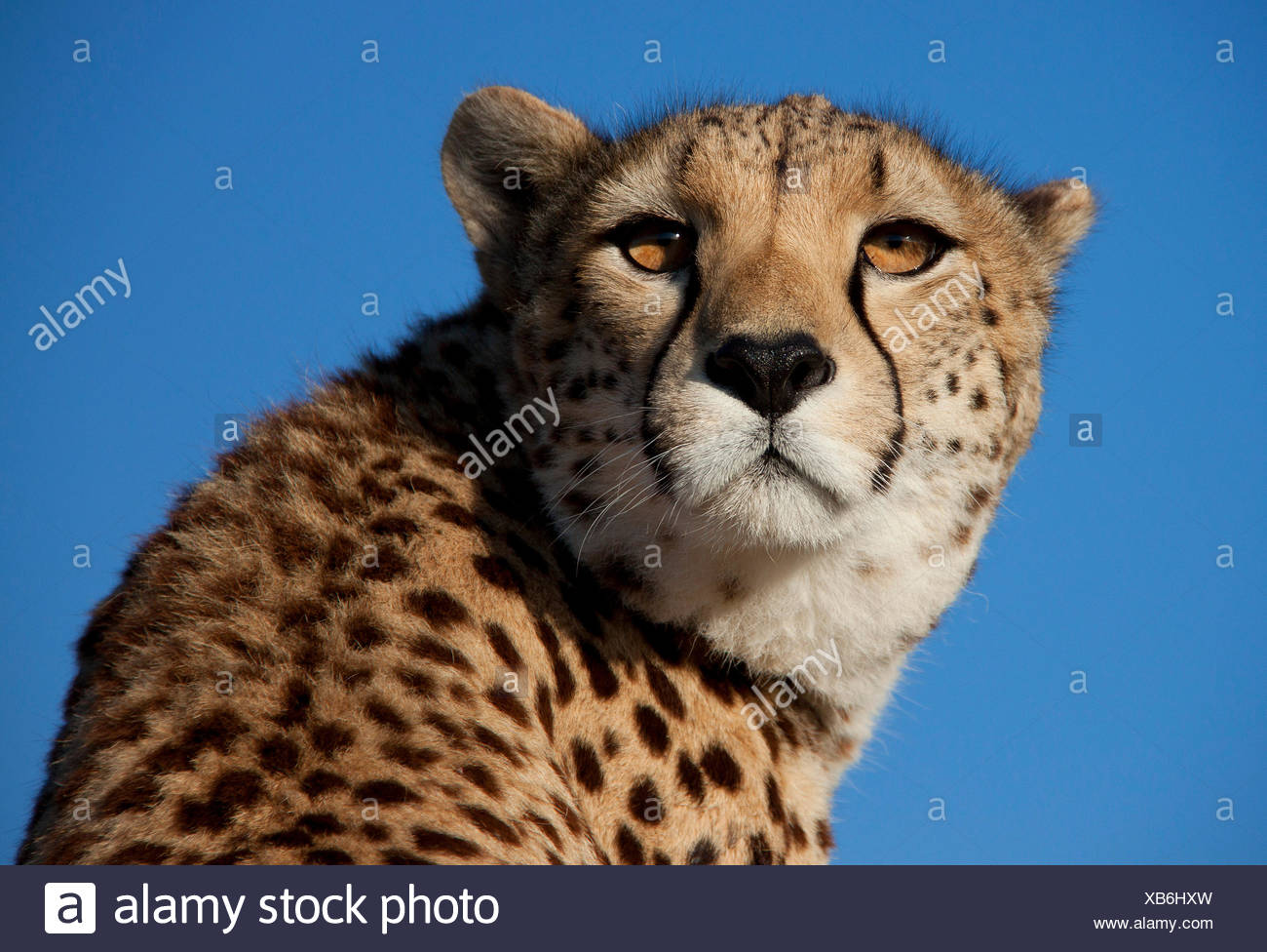 big cat speed